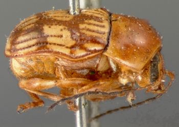 Media type: image; Entomology 8826   Aspect: habitus lateral view